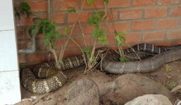 Lộ cân nặng 'khủng' của cặp rắn vừa bắt được dưới chân núi Cấm