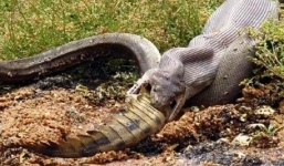 Sốc trước cảnh trăn nuốt chửng cá sấu nước ngọt