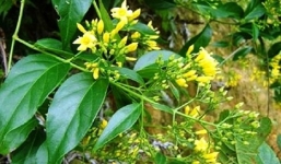 Hai thiếu niên ở Nghệ An ăn lá ngón tự tử vì bị cấm yêu