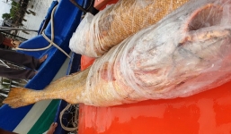 Ngư dân ở Cà Mau vừa bắt được cặp cá sủ vàng nặng 70 kg