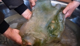 Vô tình dẫm phải vật bầy nhầy, người đàn ông bất ngờ kiếm được 35 tỷ đồng