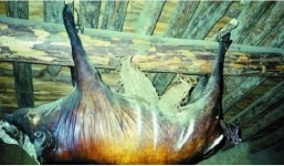 Trả 1,7 tỷ đồng để mua con lợn bốc mùi thối 30 năm, chủ nhà vẫn không bán