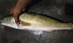 Ngư dân Đà Nẵng nghi bắt được cá sủ vàng quý