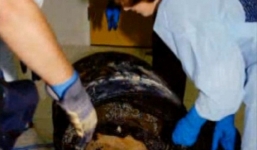 Vừa chuyển đến nhà mới, người đàn ông bất ngờ phát hiện bí mật chôn dưới hầm