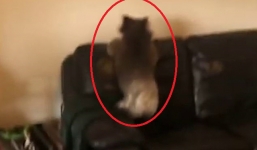 Vừa mở cửa vào nhà, người phụ nữ kinh hoàng khi thấy 'khách không mời mà đến'