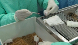 Tin tức 24h ngày 20/5: Việt Nam thử thuốc ngừa COVID-19 trên chuột, Nắng nóng lên 45 độ C