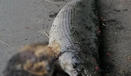 Hà Nội: Phát hiện xác cá sấu hỏa tiễn trong Công viên Thống Nhất