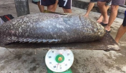 Choáng với con cá mú 'khủng' nặng 55kg ở Huế