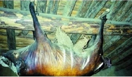 Kinh hoàng với con lợn bốc mùi thối 30 năm, dù trả 1,7 tỷ đồng mà chủ nhà vẫn không bán