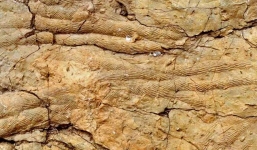 Bí ẩn 'bóng ma' 560 triệu tuổi xuất hiện dưới đáy biển, hé lộ nguồn gốc loài người