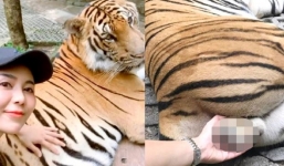 Nữ du khách nhận 'rổ gạch đá' vì chạm chỗ 'nhạy cảm' của hổ khi chụp ảnh