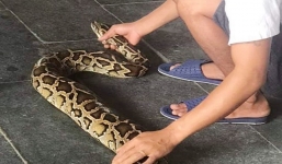 Quảng Nam: Người dân bắt được trăn dài 5 m nuốt chửng con dê 10 kg