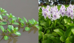 4 loại rau xưa thái cho lợn ăn giờ lại thành đặc sản hiếm có khó tìm