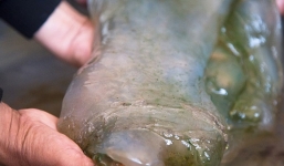 Không may dẫm phải vật bầy nhầy mọc rêu, một công nhân vỡ òa khi 'vớ' được vật báu 31,5 tỷ đồng