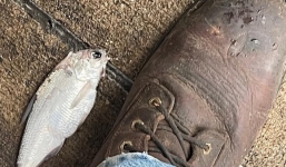 'Chấn động' với cơn mưa cá từ trên trời rơi xuống ở Mỹ: Điềm báo bất thường đã có lời giải đáp!