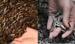 4 loại hướng dương tuyệt đối không được mua kẻo mất Tết: Chuyên gia cảnh báo có độc tố