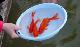 Thả cá chép tiễn ông Công ông Táo: 2 đại kỵ nhiều người phạm phải