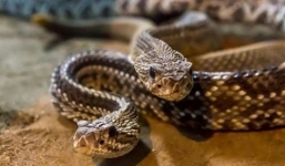 Tá hỏa phát hiện 30 con rắn chuông ẩn nấp trong vườn nhà