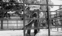 'Chú voi buồn nhất thế giới' đã qua đời sau 43 năm bị nhốt