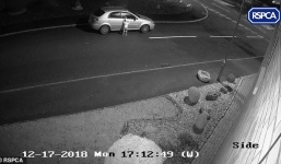 Clip chú chó đuổi theo ô tô của chủ sau khi bị bỏ rơi hút triệu lượt xem