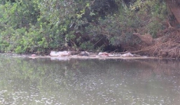 Hãi hùng cảnh lợn chết bị vứt ngập suối Lâm Đồng, mới vớt được 100 con