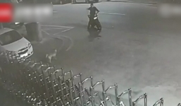 Clip hot: Thanh niên đứng cãi nhau tay đôi với chó gần 30 phút sau khi bị chó đuổi