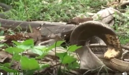 Hãi hùng cảnh rắn hổ mang nuốt chửng rắn sọc dưa trong nháy mắt