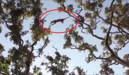 Báo đốm trổ tài 'khinh công' đoạt mạng con mồi trong nháy mắt