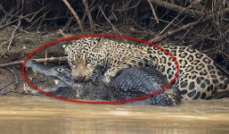 Cận cảnh 'cỗ máy săn mồi' reo rắc nỗi kinh hoàng cho sát thủ đầm lầy