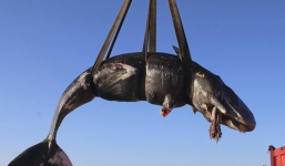 Cá nhà táng dài 8m chết với 22kg rác nhựa trong bụng