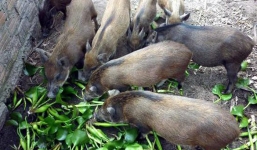 Chính phủ yêu cầu bãi bỏ quy định lợn không được ăn rau chuối