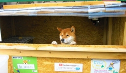 Clip chú chó bán khoai lang nướng hút triệu view ở Nhật