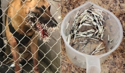 Cảnh sát Mỹ dừng truy bắt nghi phạm để cứu chó nghiệp vụ