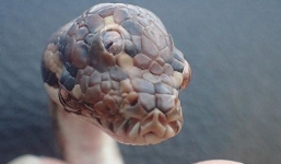 HOT: Phát hiện trăn ba mắt huyền bí tại Bắc Úc