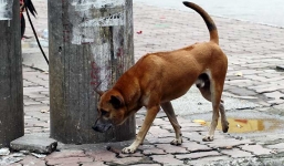 Chó thả rông bị chết sau khi cắn 6 người