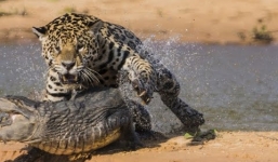 Clip: Báo đốm bỏ chạy thục mạng khi chạm mặt linh cẩu