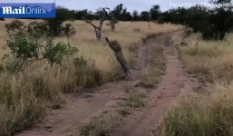 Video: Báo đốm trổ tài 'khinh công' tóm gọn chim đang bay trong nháy mắt