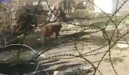 Video: Gấu nâu thoát chết thần kỳ khi rơi xuống vực sâu