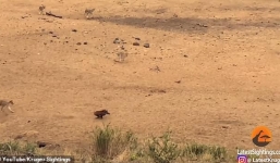 Video: Lợn rừng huyết chiến với 7 con sư tử và cái kết bất ngờ