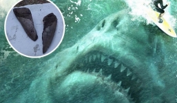 Phát hiện răng cá mập bạo chúa Megalodon từ 3 triệu năm trước
