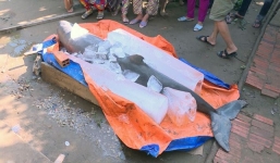 Cá 'lạ' nặng 150kg sa lưới ngư dân ở Bến Tre