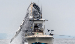 Video: Hãi hùng khoảnh khắc cá voi 'khủng' suýt rơi trúng thuyền ngư dân