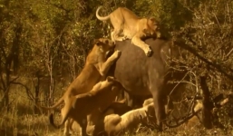 Video: Sư tử xơi tái trâu rừng trong nháy mắt