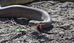 Hãi hùng cảnh trăn bực mình 'phun' ra rắn kích cỡ khủng