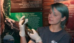 Kỳ lạ trăn cái sinh sản đơn tính