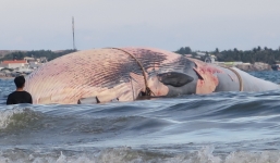 Phát hiện xác cá Ông nặng 15 tấn trôi dạt trên biển Bình Thuận