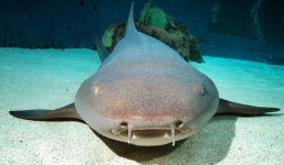 Video: Hãi hùng cảnh người phụ nữ bất ngờ bị lôi xuống biển khi cho cá mập ăn