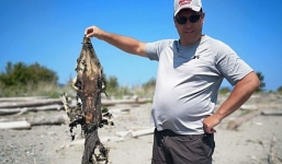 Phát hiện 'quái vật' đầu cá sấu, đuôi gai nhọn dạt biển Canada