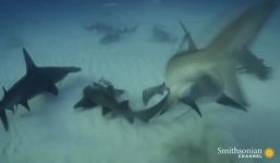 Video: Cá đuối bỏ mạng dưới hàm cá mập búa trong nháy mắt