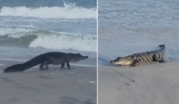 Video: Hãi hùng cảnh cá sấu mõm ngắn lang thang trên biển Mỹ
